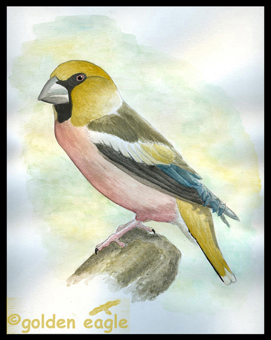 Acquerelli - Golden eagle